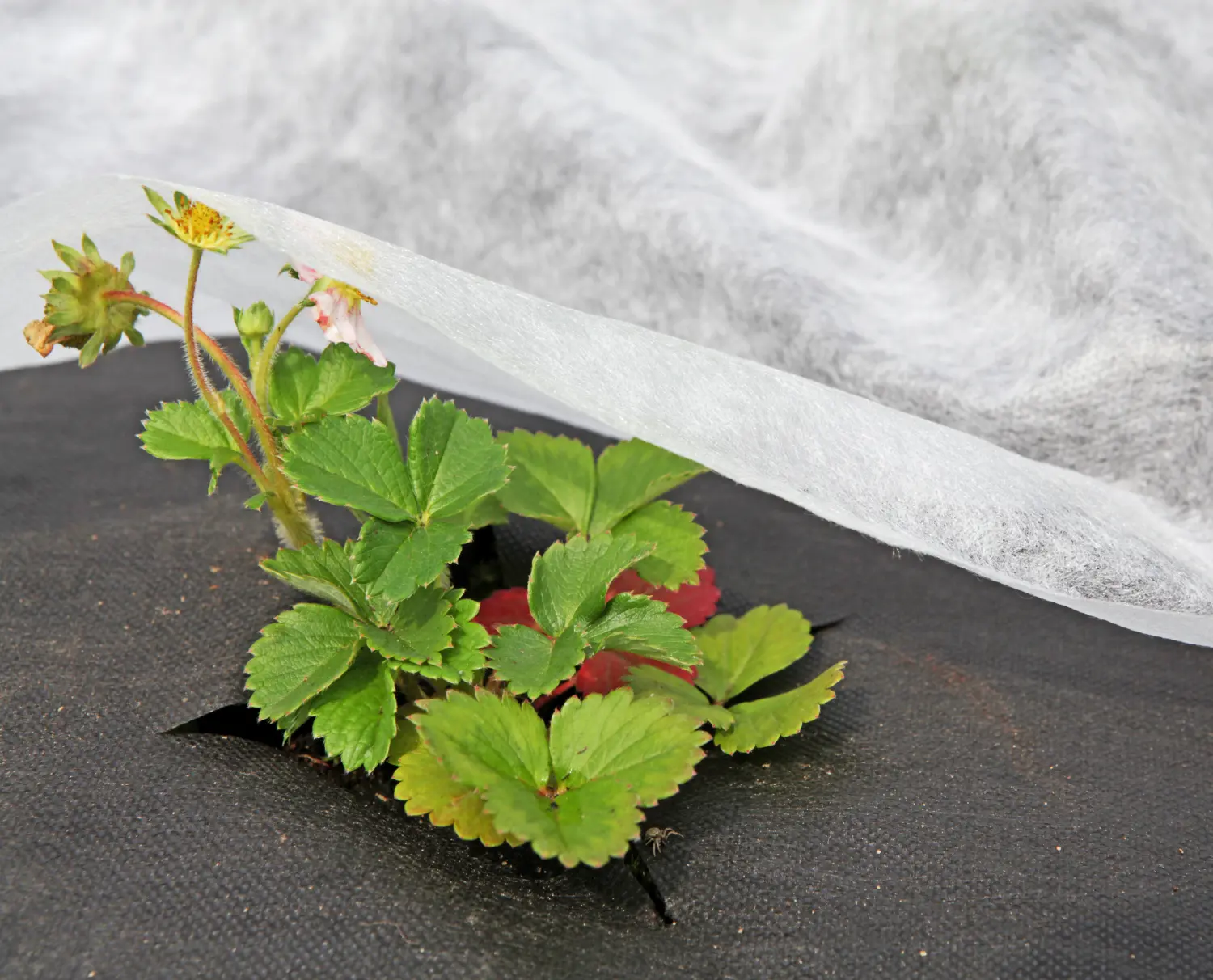 Агротекс Черный 60, 1,6*10 м, уп