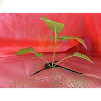 Укрывной материал стимулирующий развитие растений