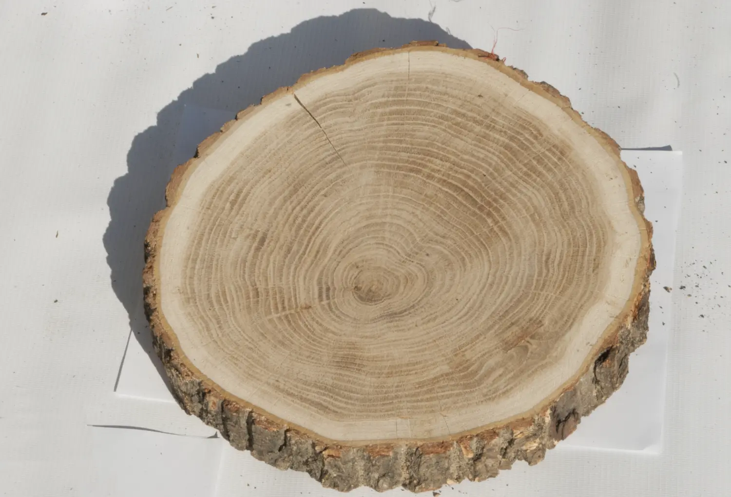 Спил дуб шлифовка СДШ1, (Ø 25-30см, h 3см), шт