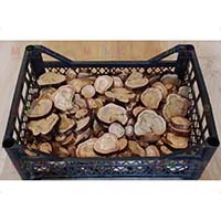 Спилы можжевельника для декора