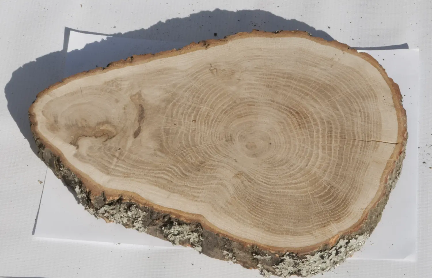 Спил дуб шлифовка СДШ1, (Ø 25-30см, h 3см), шт