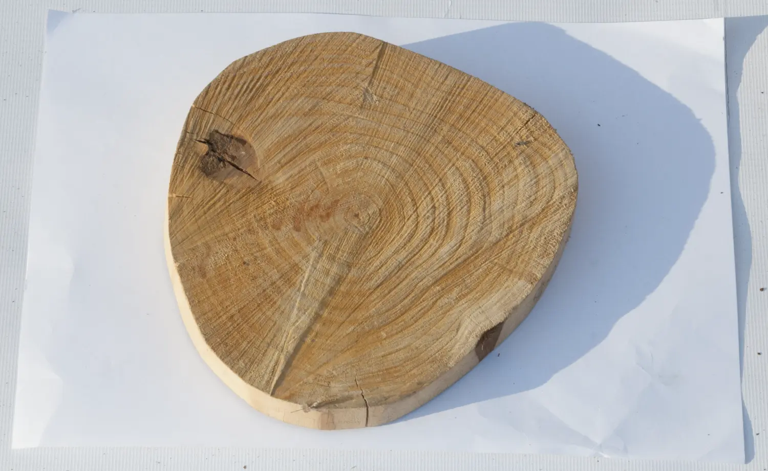 Спил ольха шлифовка СОлШ2 (Ø 15-20см, h 2см), шт