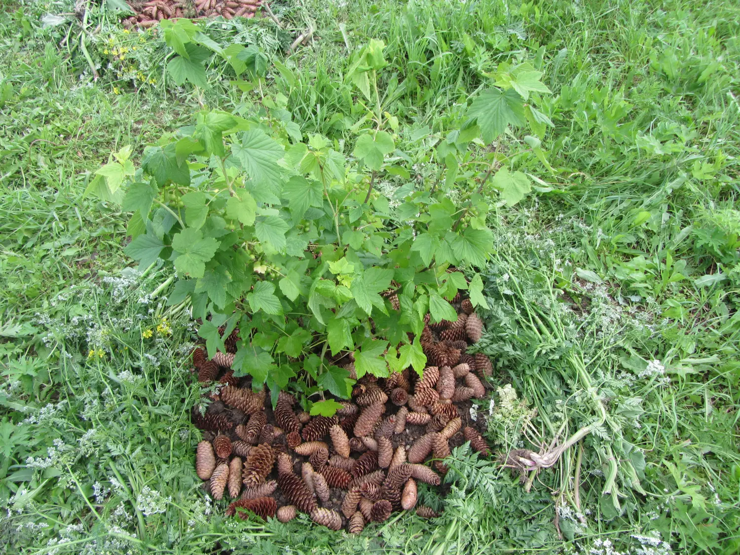 Шишки еловые (200-240 шт), 60 л