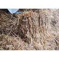 Золотистая солома в тюках для дачников и садоводов