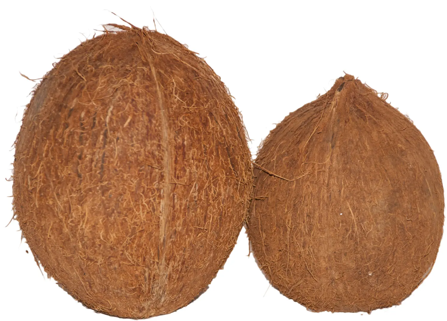 Кокос целый большой с отверстием, шт