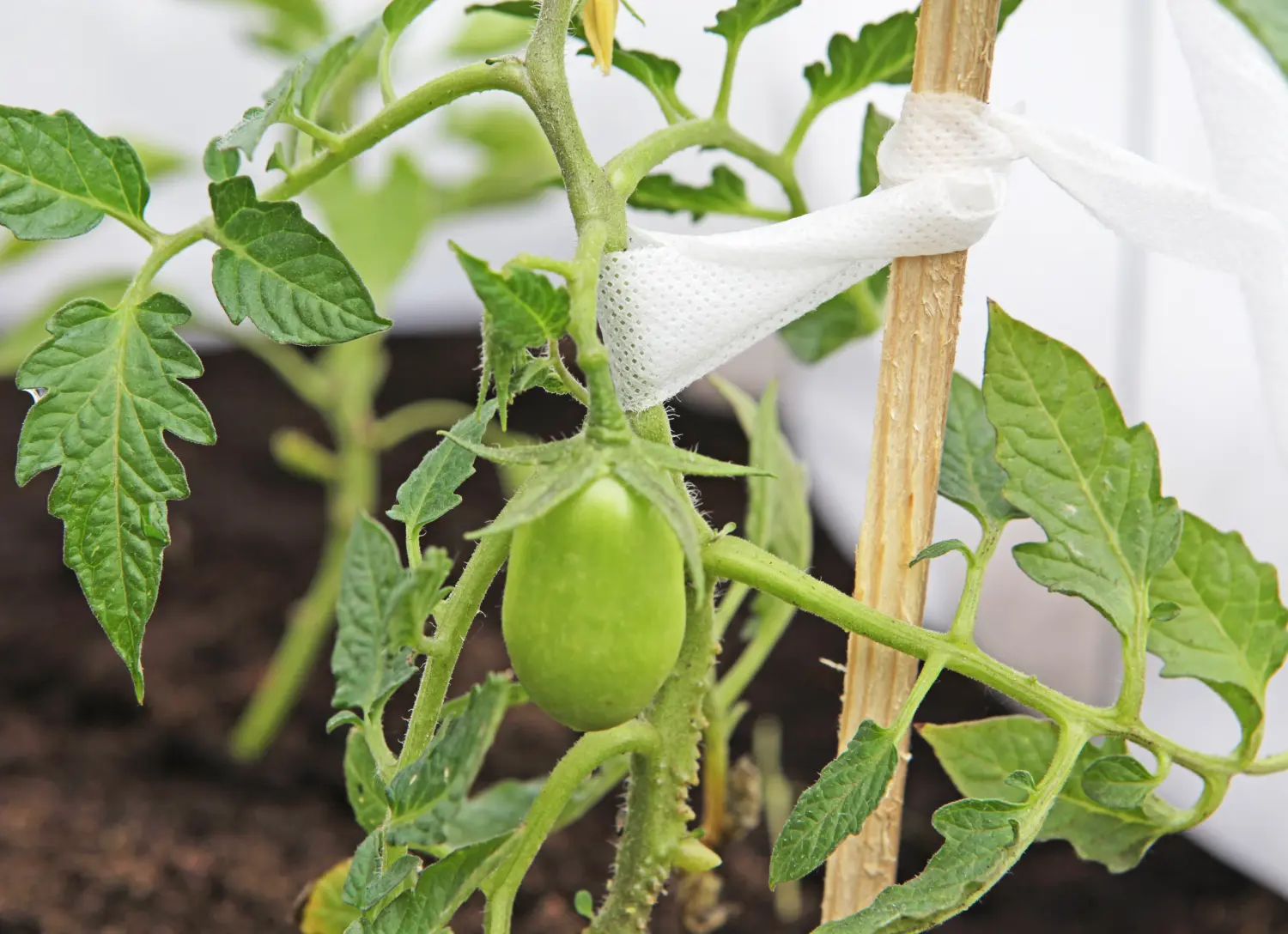 Лента для подвязки растений УФ, L=15 м, шт