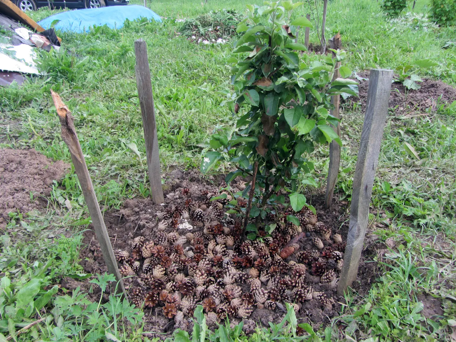 Шишки сосновые мелкие (600-800 шт), 60 л