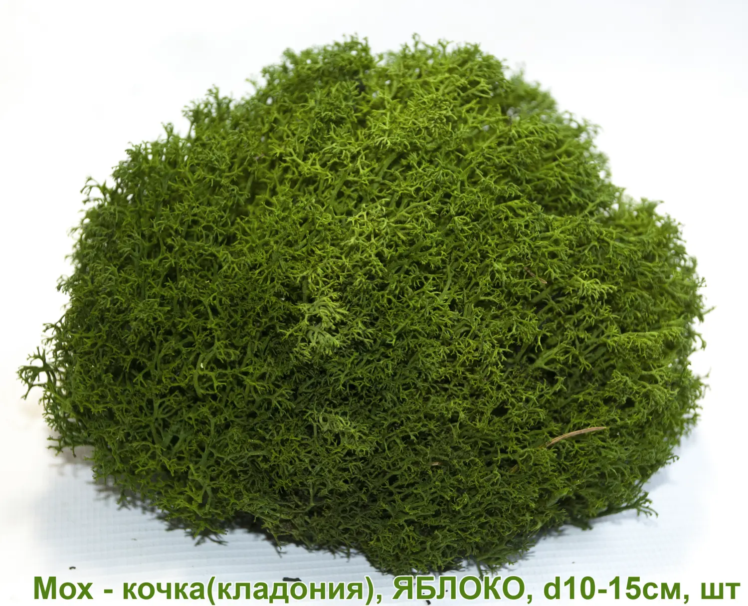 Мох - кочка 'кладония', Яблоко, Ø 10-15 см, шт