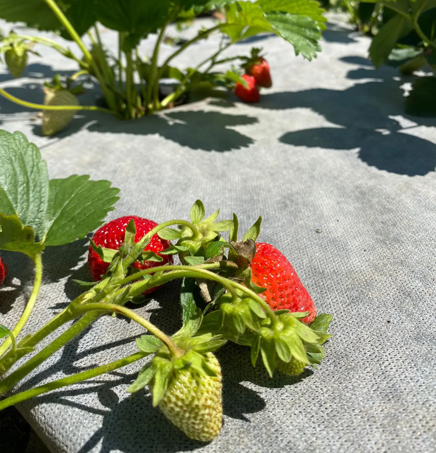 Агротекс двойная защита Бело-чёрный 80, 1,6*5 м, уп