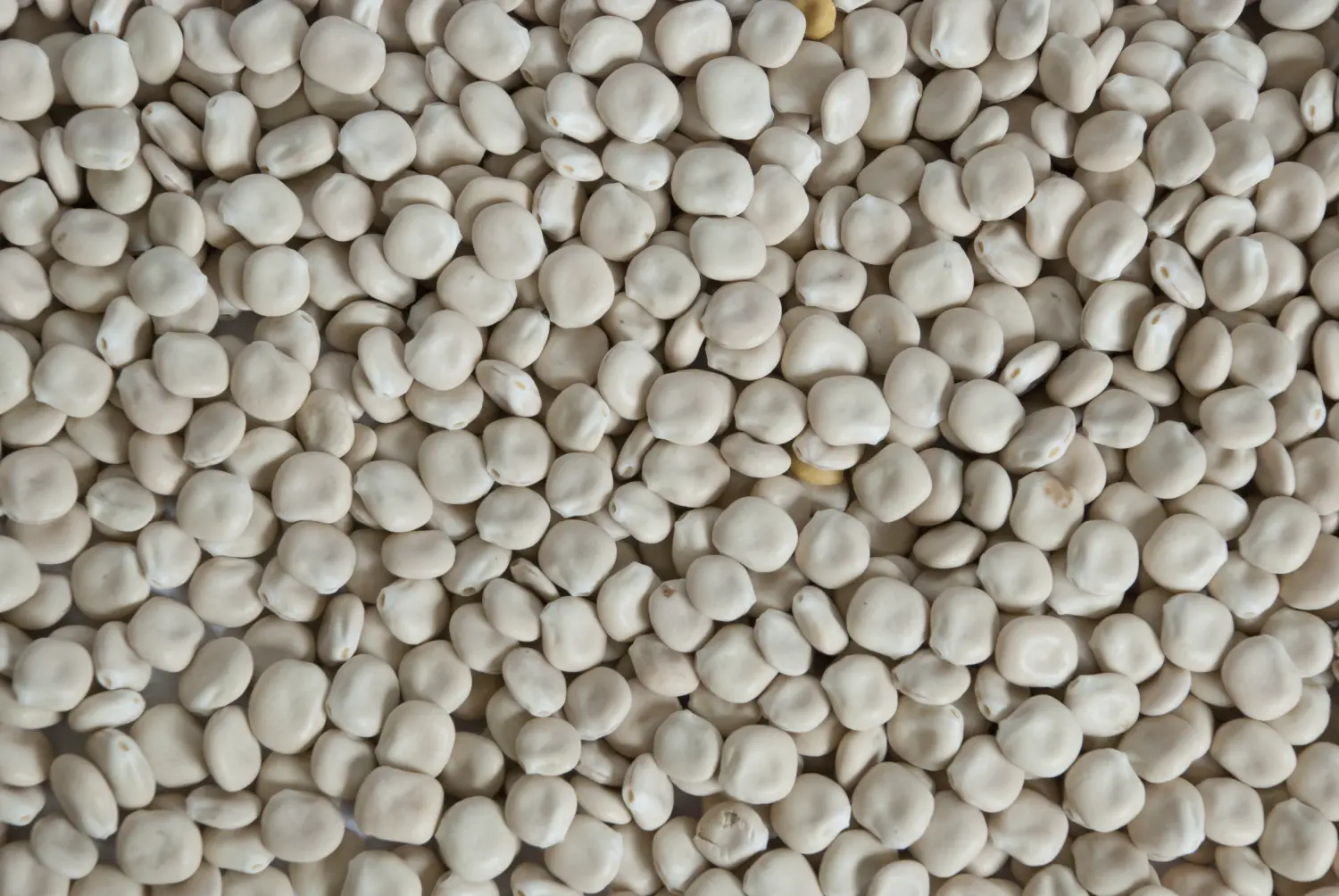 Сидерат Люпин, 0,5 кг