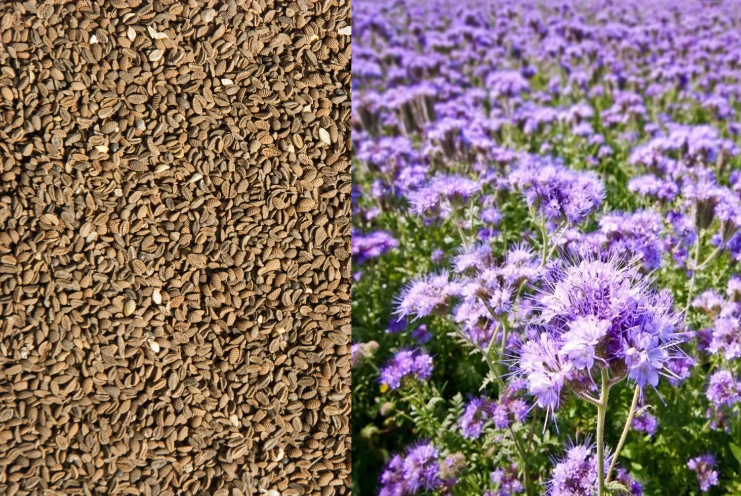 Сидерат Фацелия, 0,3 кг