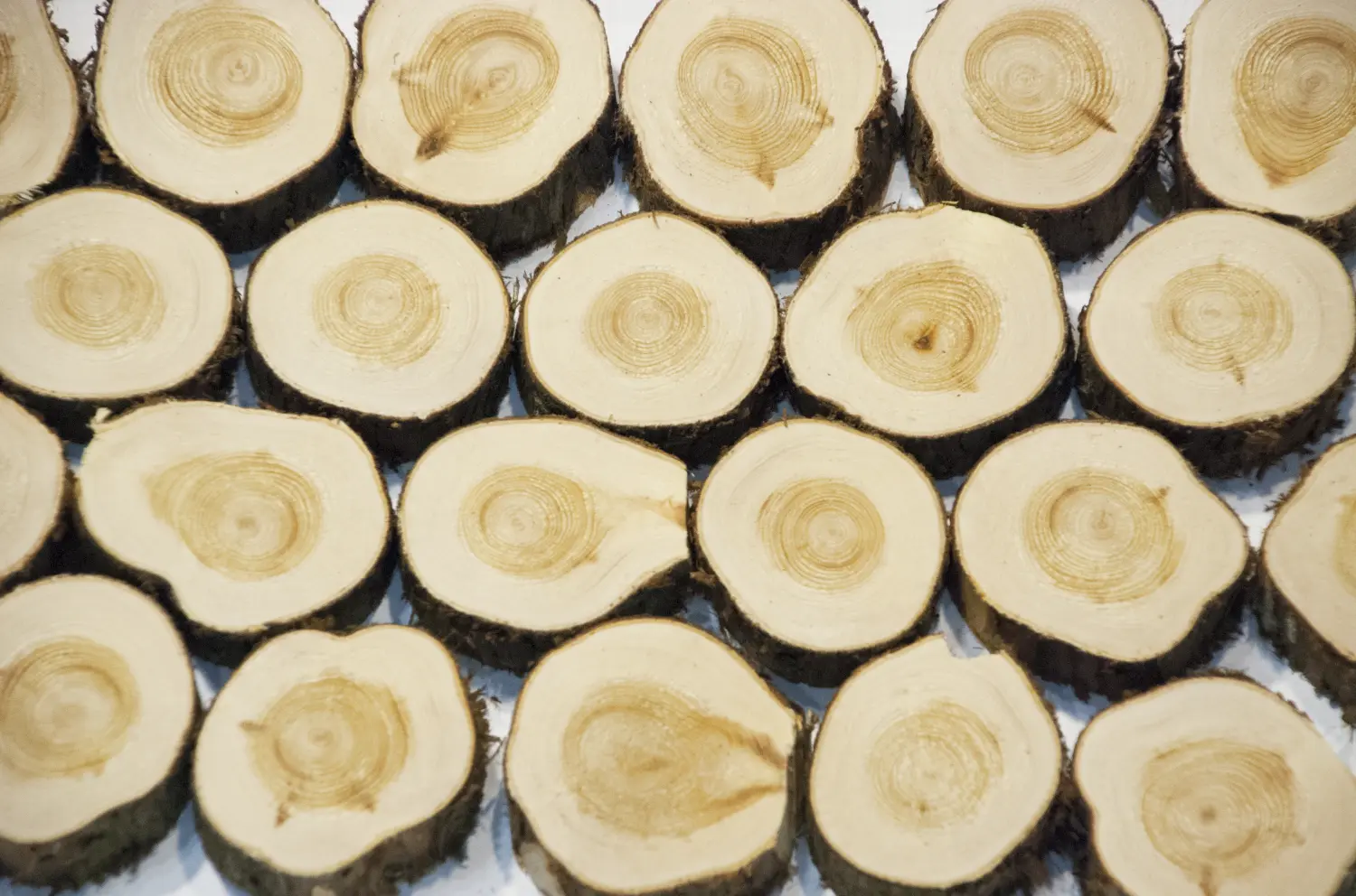 Спилы поквадратно можжевельник шлифовка С корой (Ø 2-15см, h 1,5-2 см), м.кв.