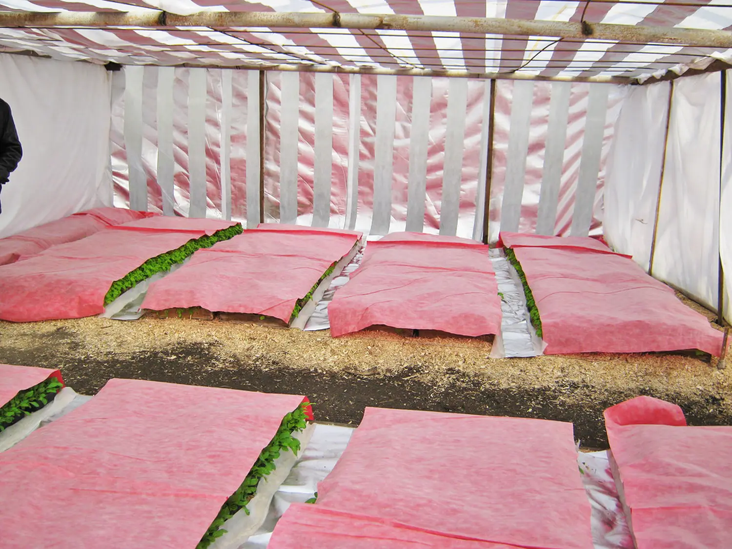 Агротекс двойная защита Бело-красный 60, 3,0*100 м, рул