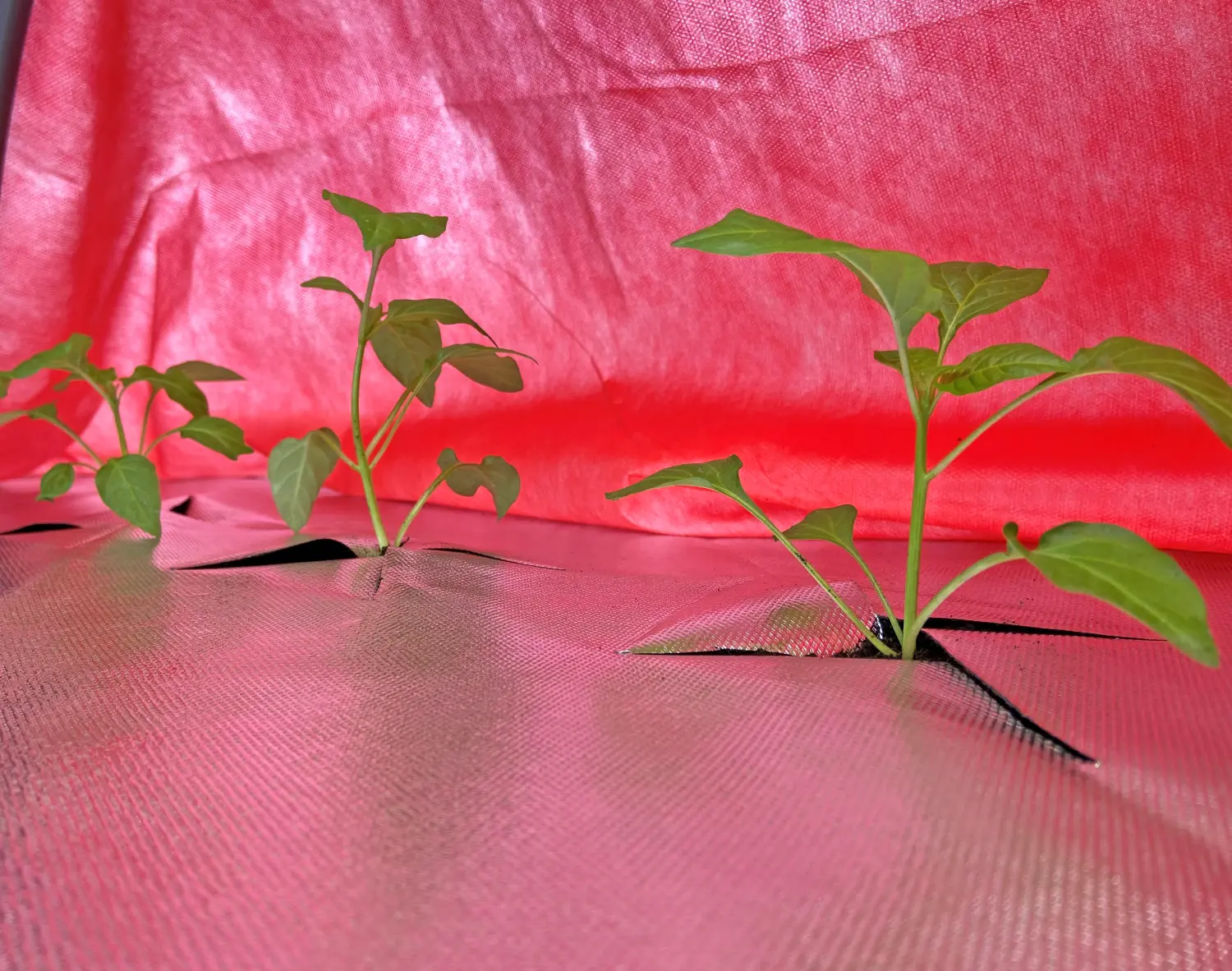 Агротекс двойная защита Бело-красный 60, 3,0*100 м, рул