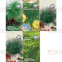 Укроп: и приправа, и лекарство