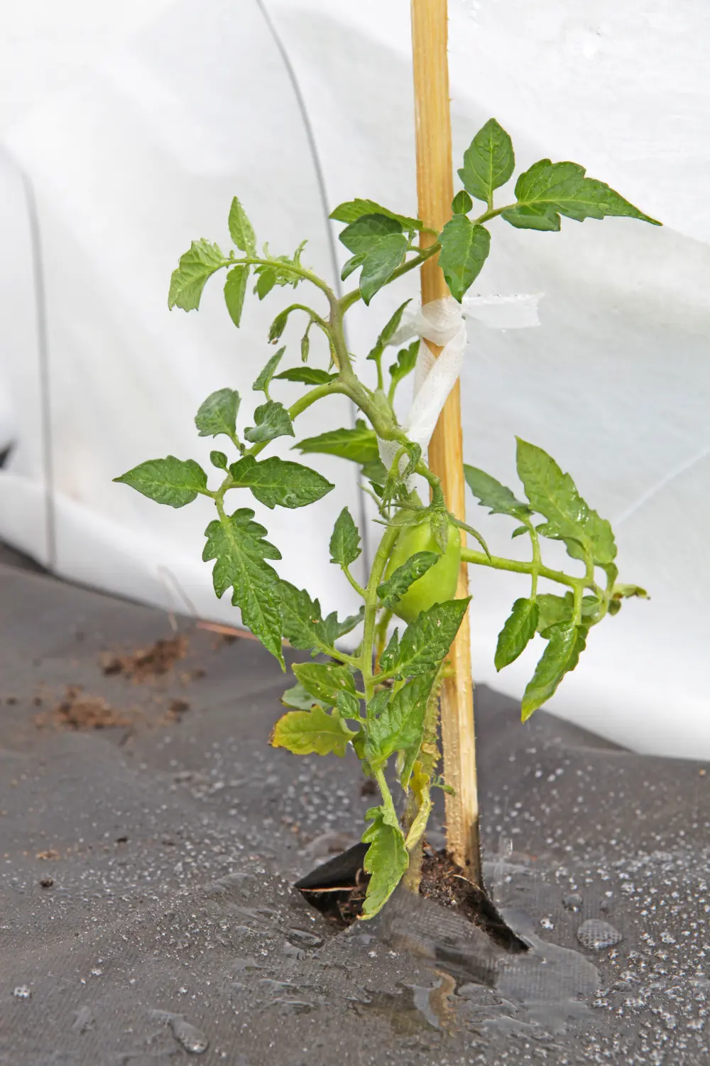 Агротекс Черный 60, 1,6*10 м, уп