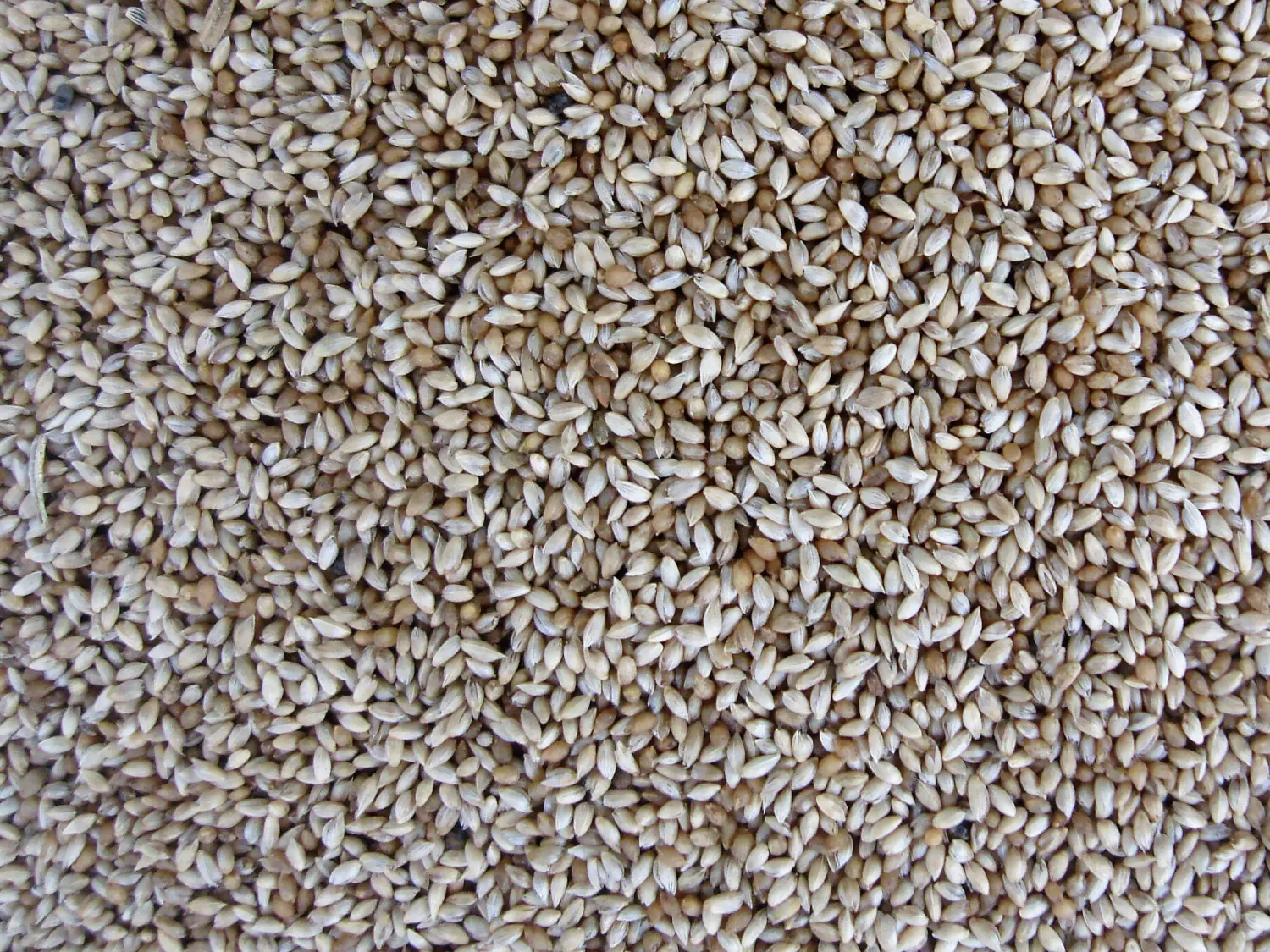 Трава Тимофеевка луговая, 0,5 кг