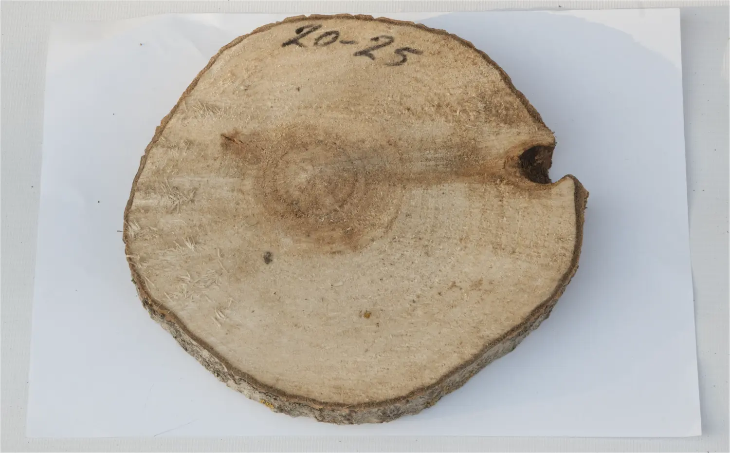 Спил осина без шлифовки СОс, (Ø 20-25 см, h 2см), шт