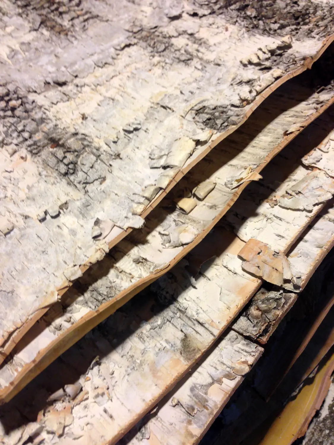 Береста в листах ( ~ 20 x 20 см), шт