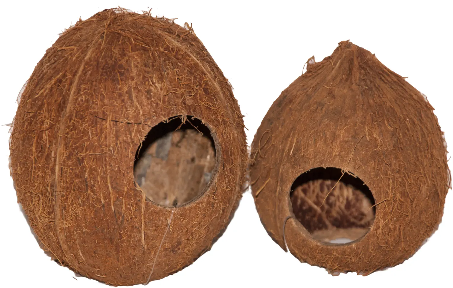 Кокос целый большой с отверстием, шт