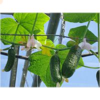 Удобные крючки для крепления огуречной плети к шпалере