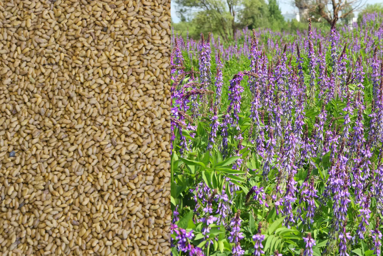 Сидерат Козлятник, 0,5 кг