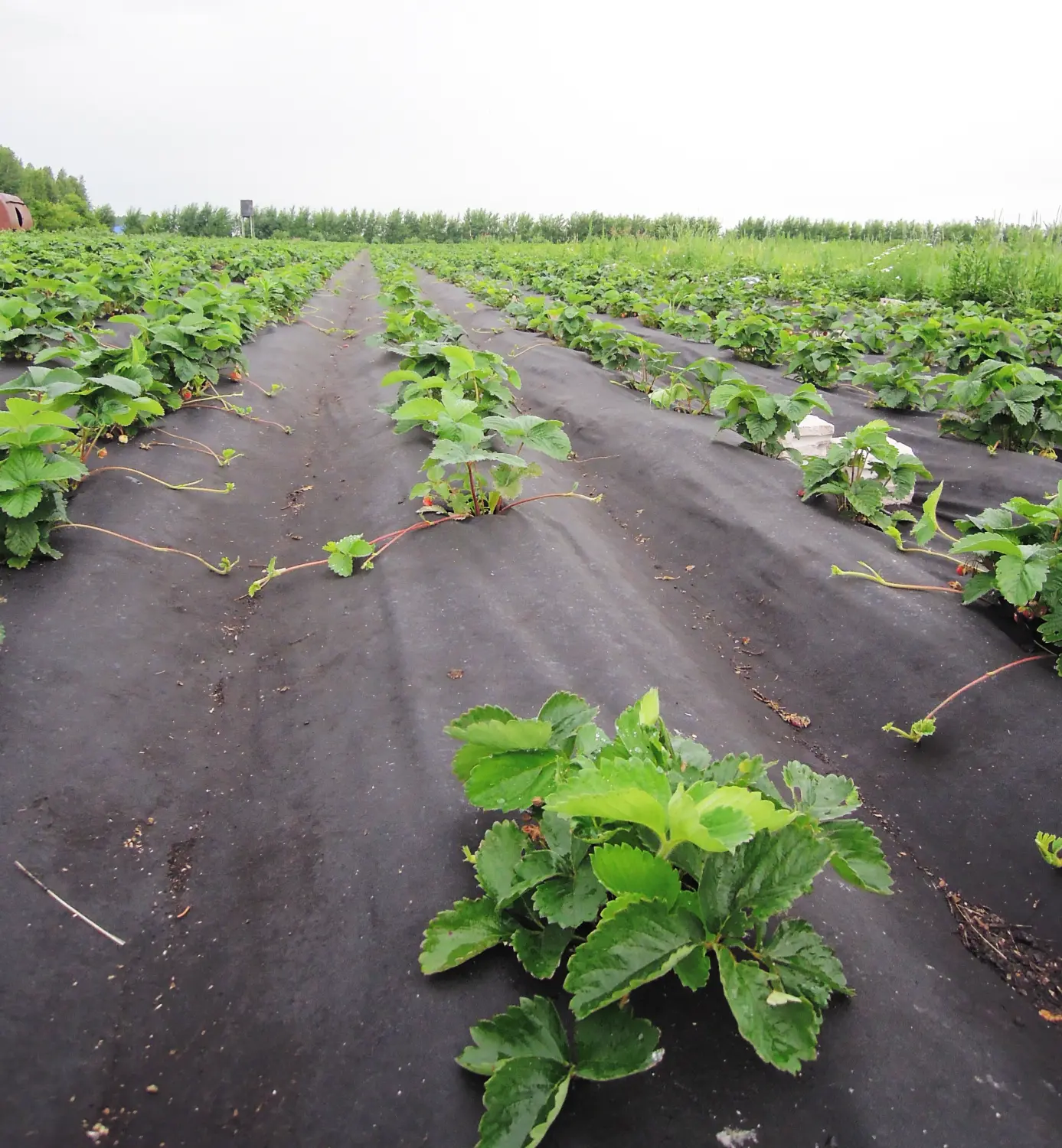 Агротекс Черный 60, 1,6*10 м, уп