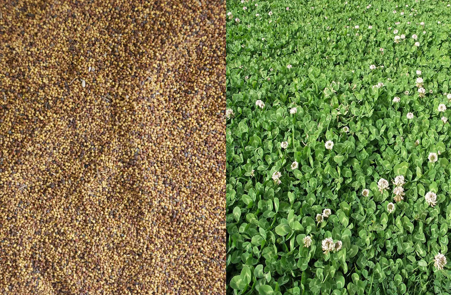 Сидерат Клевер белый-ползучий, 0,5 кг