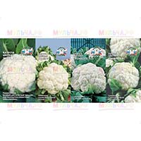 Цветная капуста: красивая, вкусная, исключительно полезная