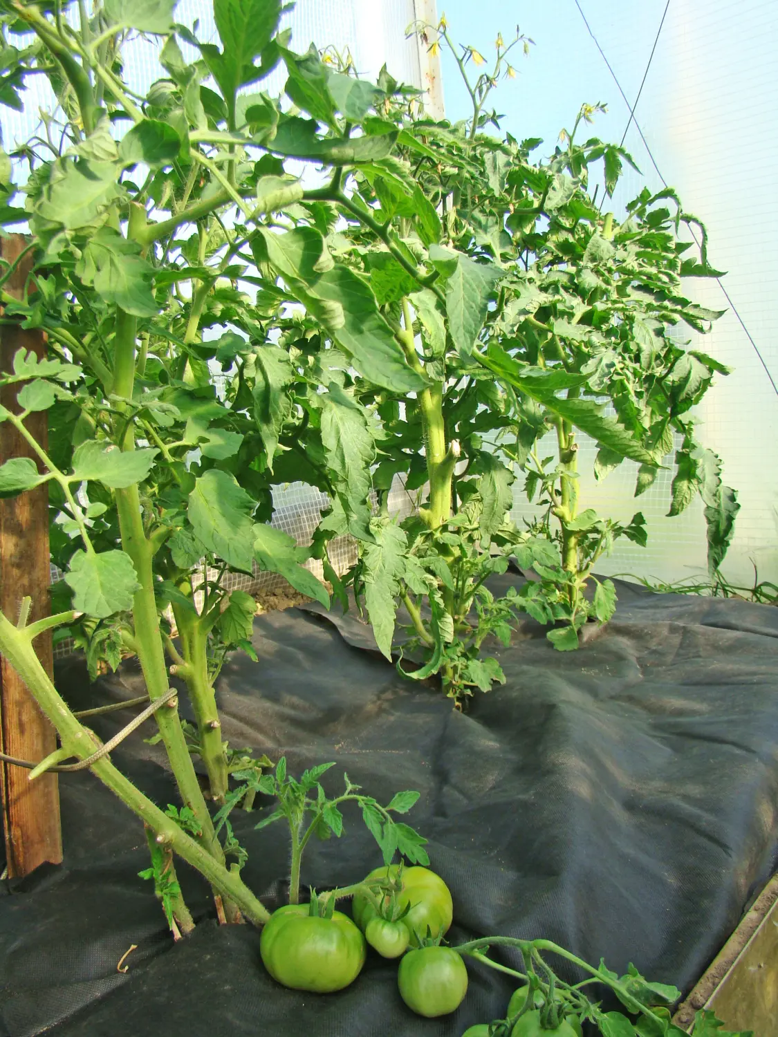 Агротекс двойная защита арм. Белый 60, 3,0*10 м, уп