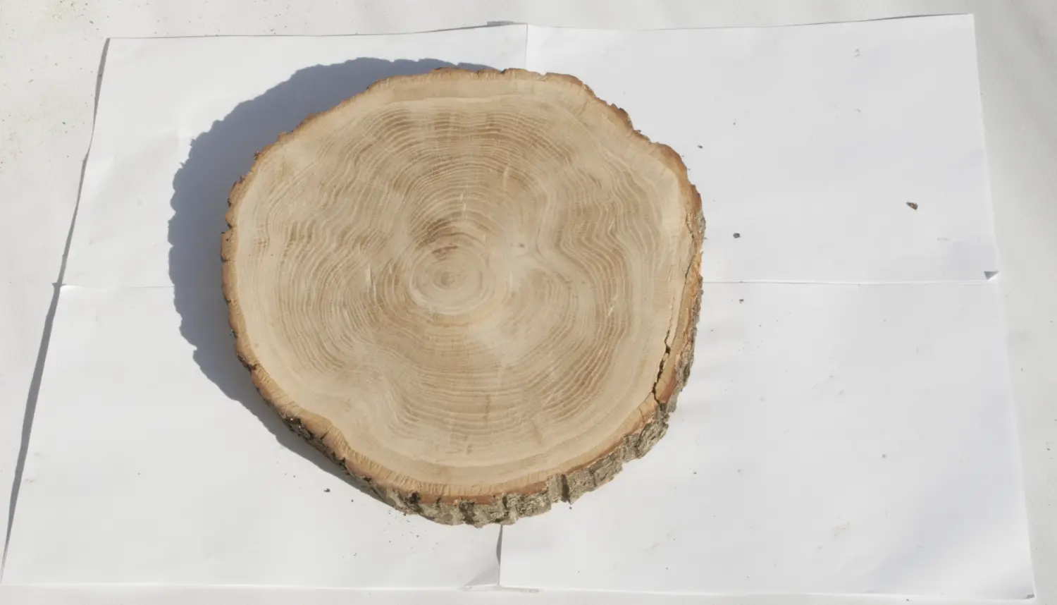 Спил дуб шлифовка СДШ1, (Ø 30-35см, h 3см), шт