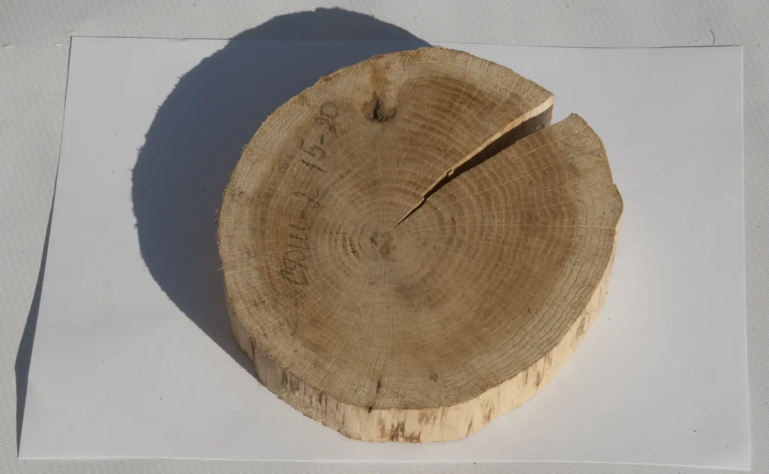 Спил дуб шлифовка СДШ2, (Ø 15-20см, h 3см), шт