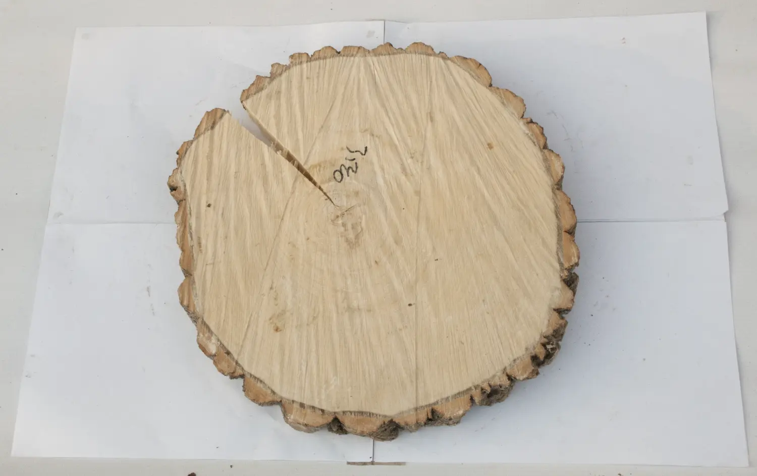 Спил осина шлифовка СОсШ1, (Ø 35-40 см, h 3см), шт