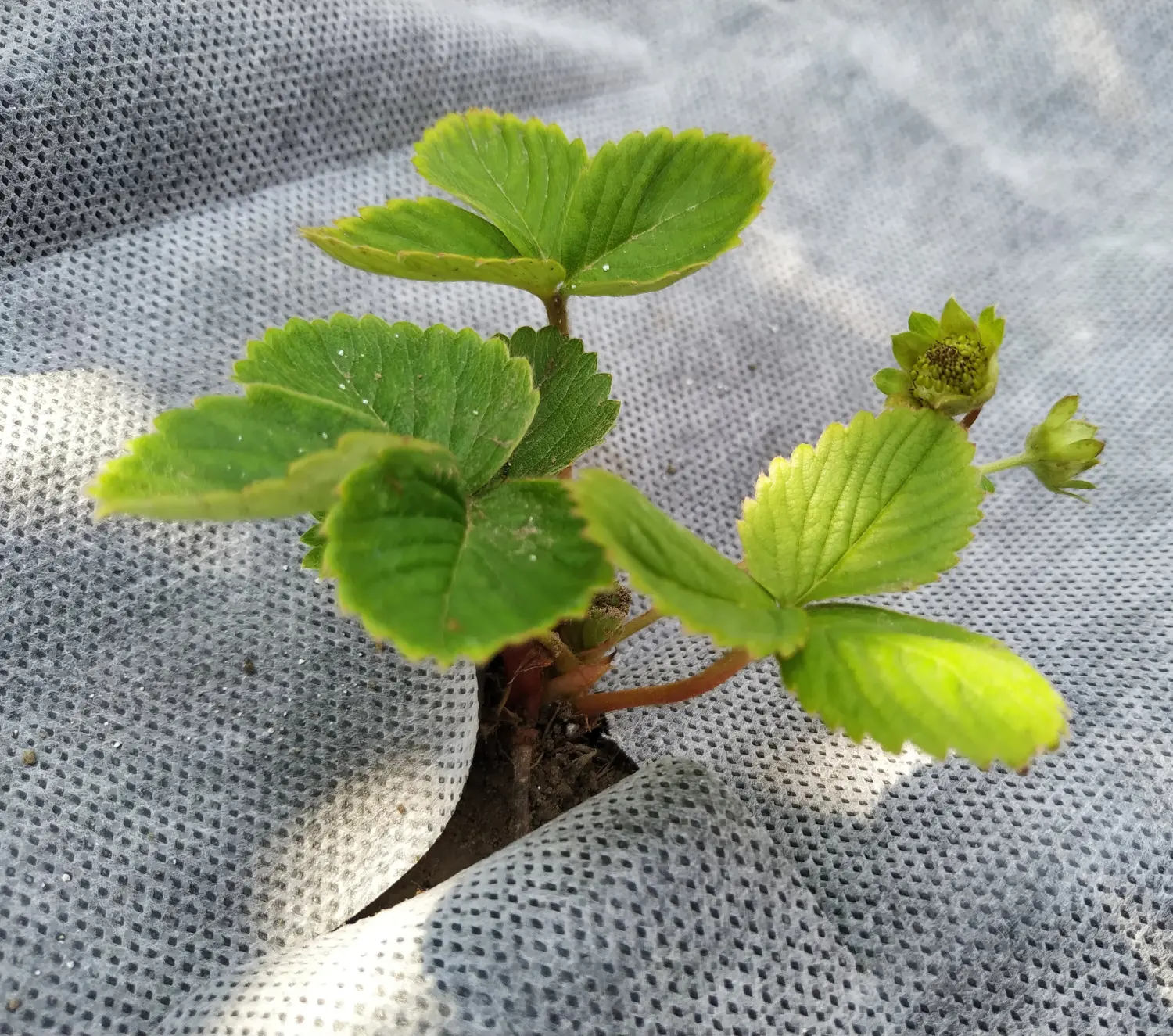 Агротекс двойная защита Бело-чёрный 80, 1,6*5 м, уп