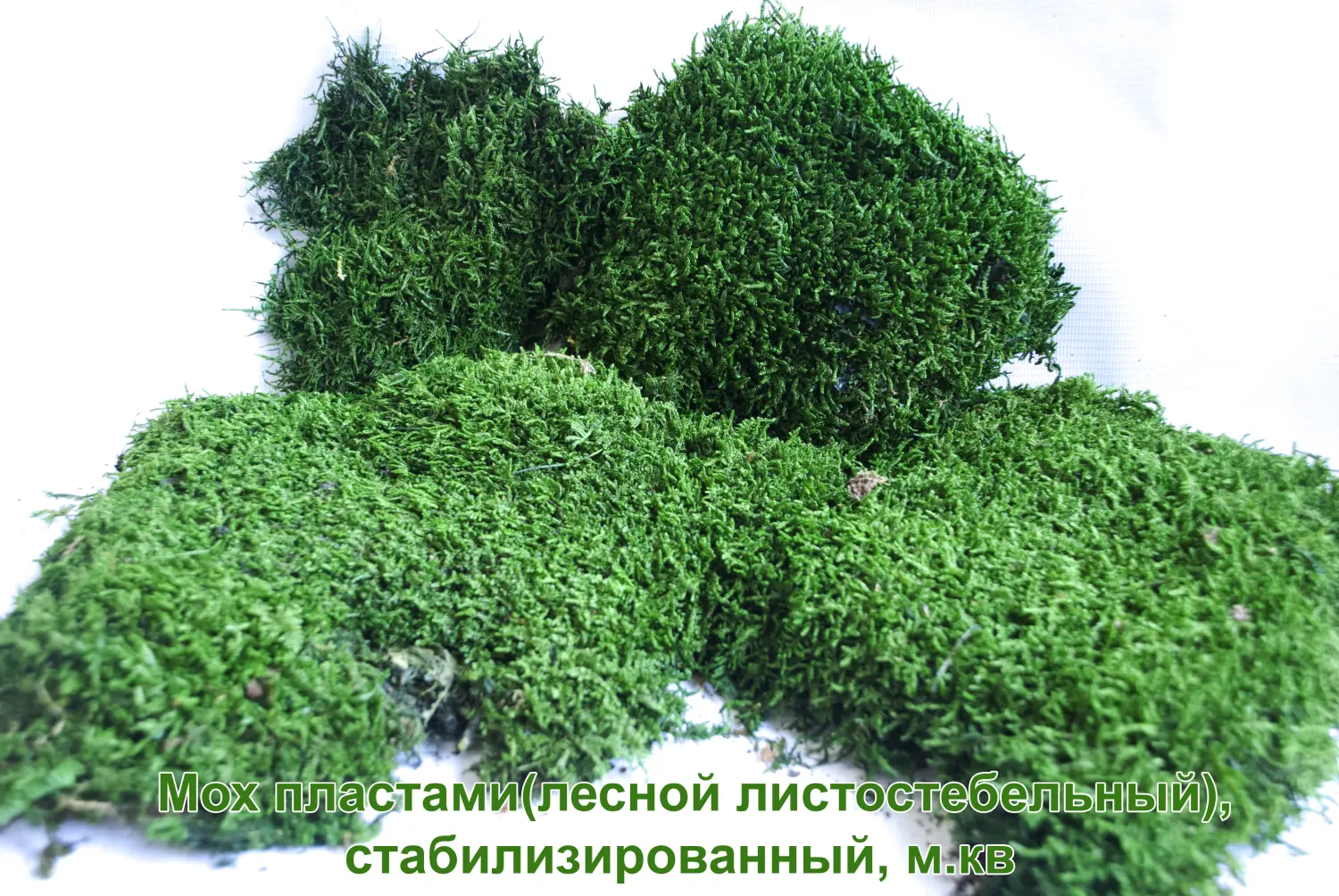 Мох пластами(лесной листостебельный), стабилизированный, м.кв 