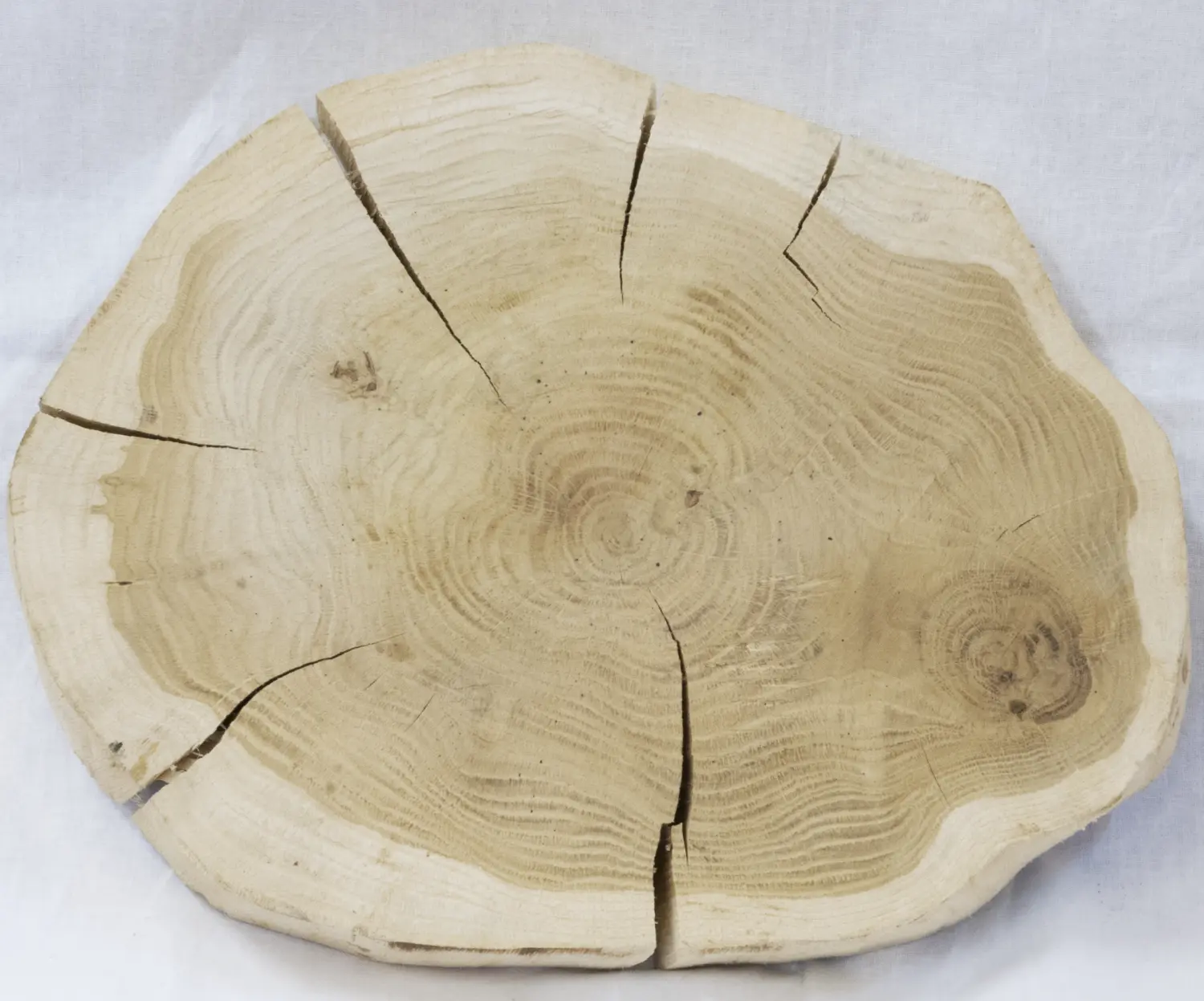 Спил дуб шлифовка СДШ2, (Ø 30-35см, h 3см), шт