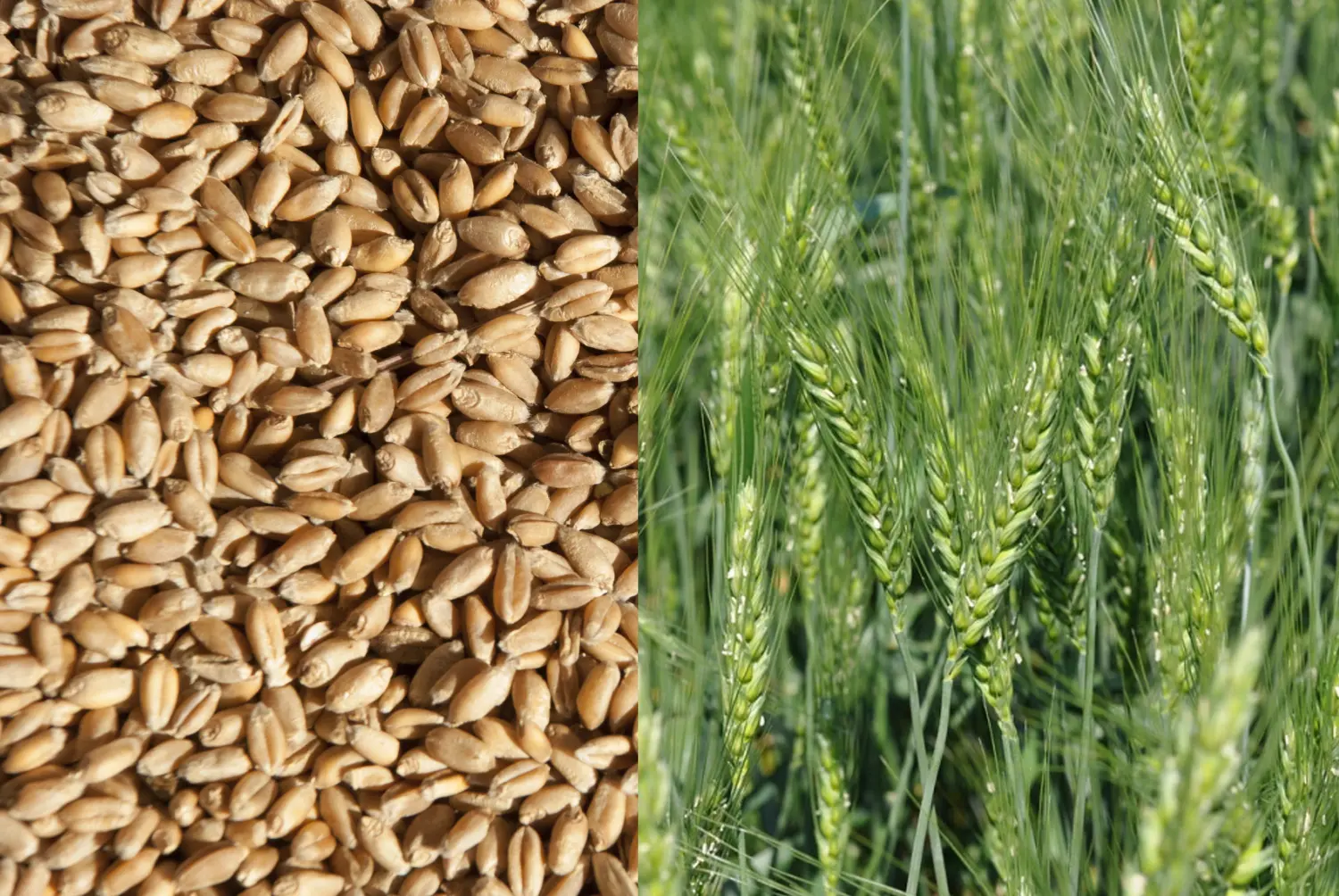 Сидерат Пшеница, 1,0 кг