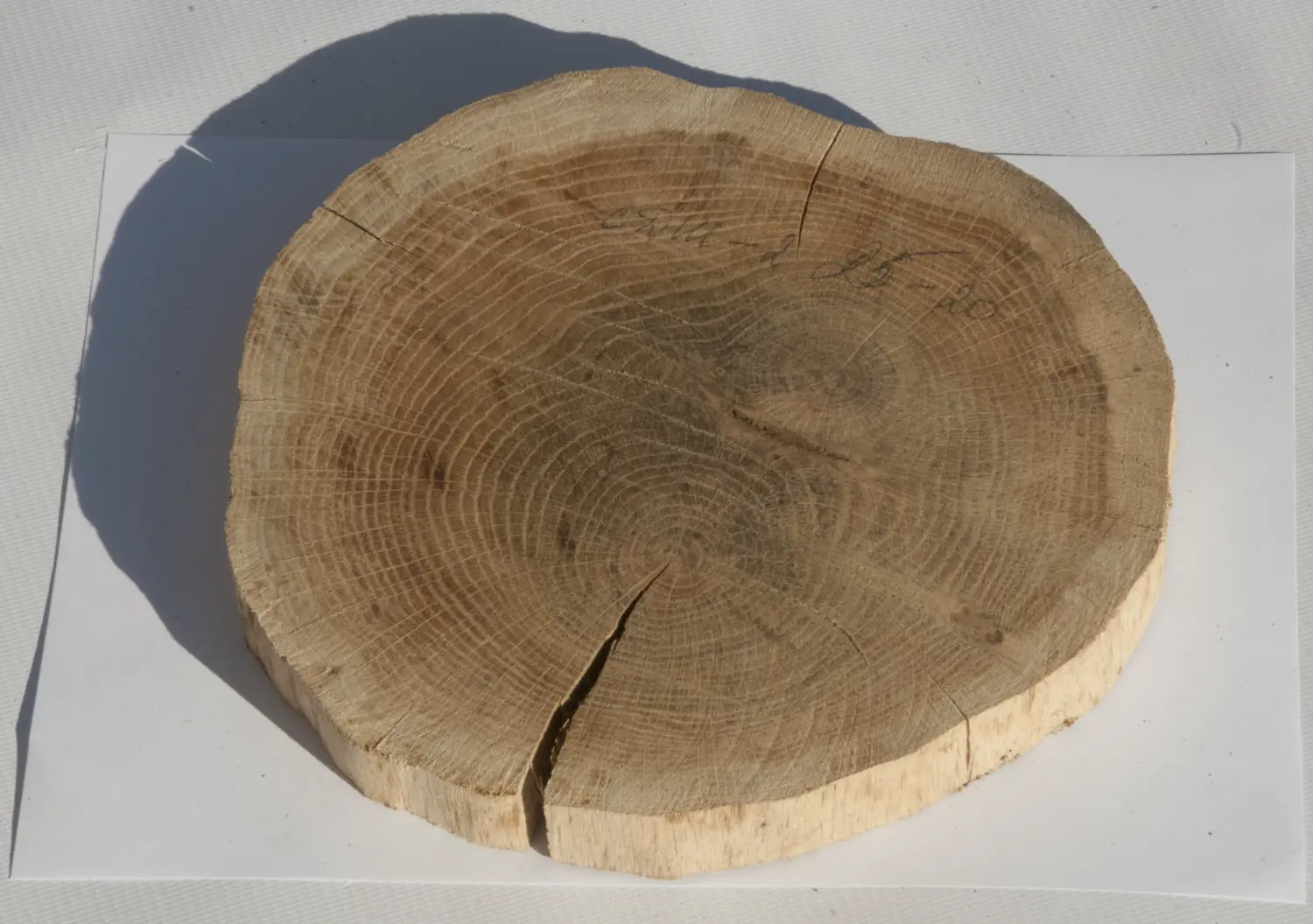Спил дуб шлифовка СДШ2, (Ø 20-25см, h 3см), шт