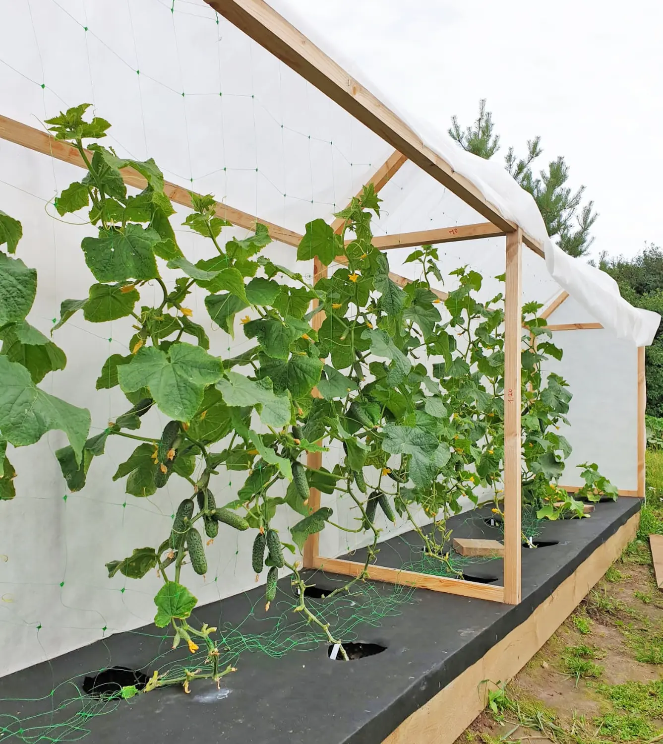 Агротекс Белый 60, 3,2*200 м, рул