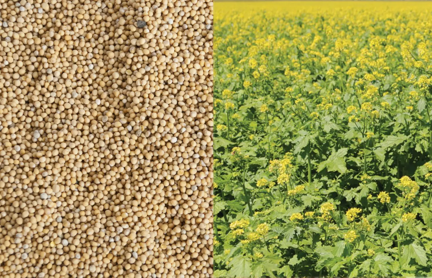 Сидерат Горчица, 0,5 кг