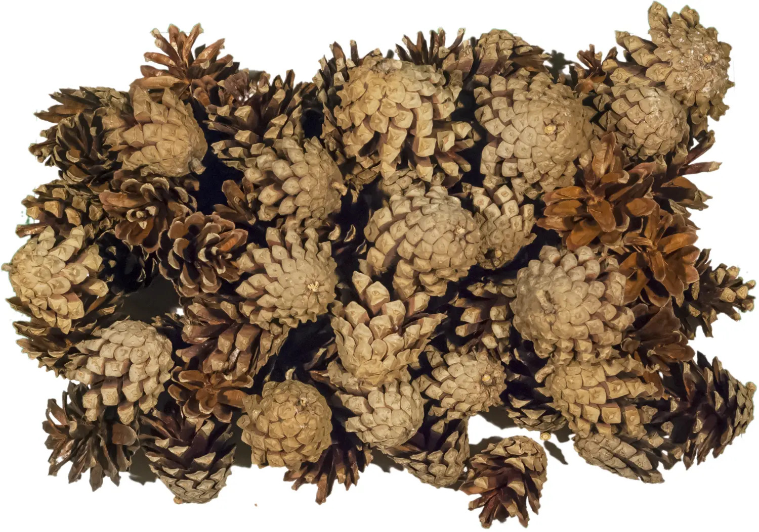 Шишки сосновые мелкие (600-800 шт), 60 л