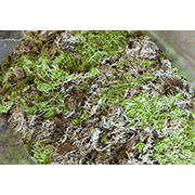 Зеленый лесной мох – сфагнум