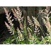 Мятлик луговой - газонная трава, которая подходит и для дерново-перегноной системы