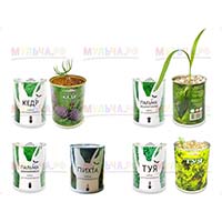 Простой способ вырастить дерево из семечка