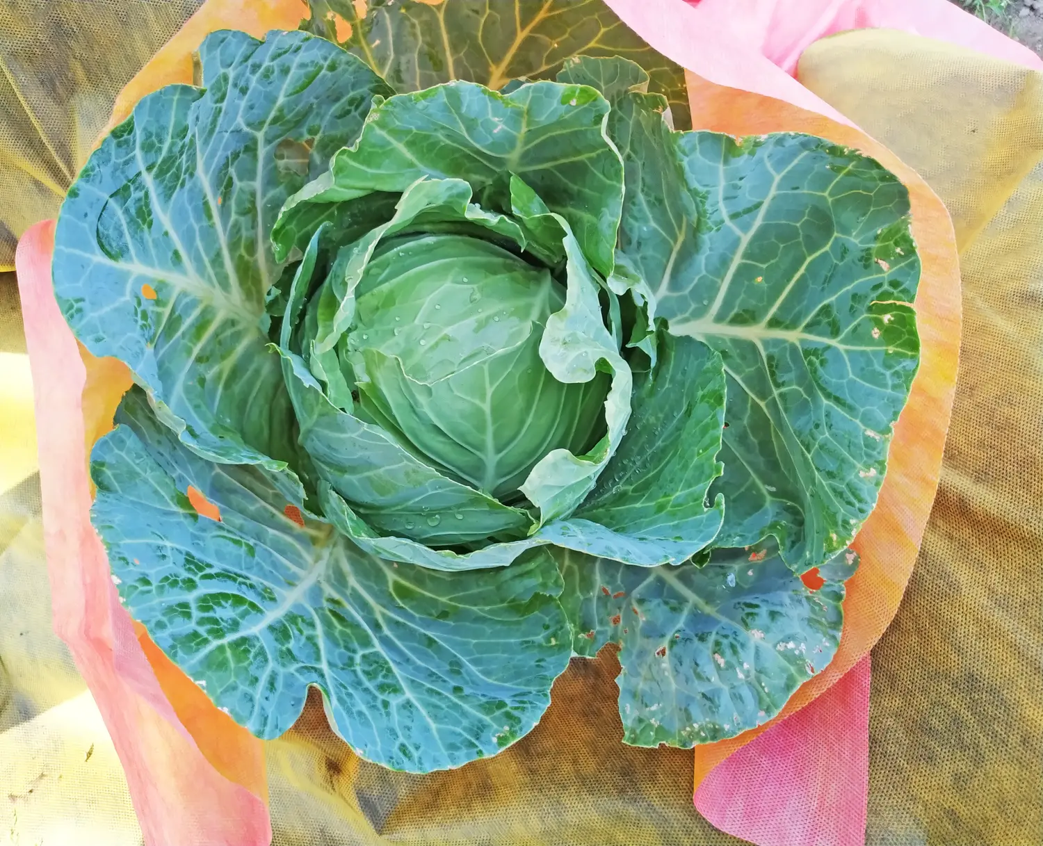 Агротекс двойная защита Красно-желтый 40, 3,0*100 м, рул