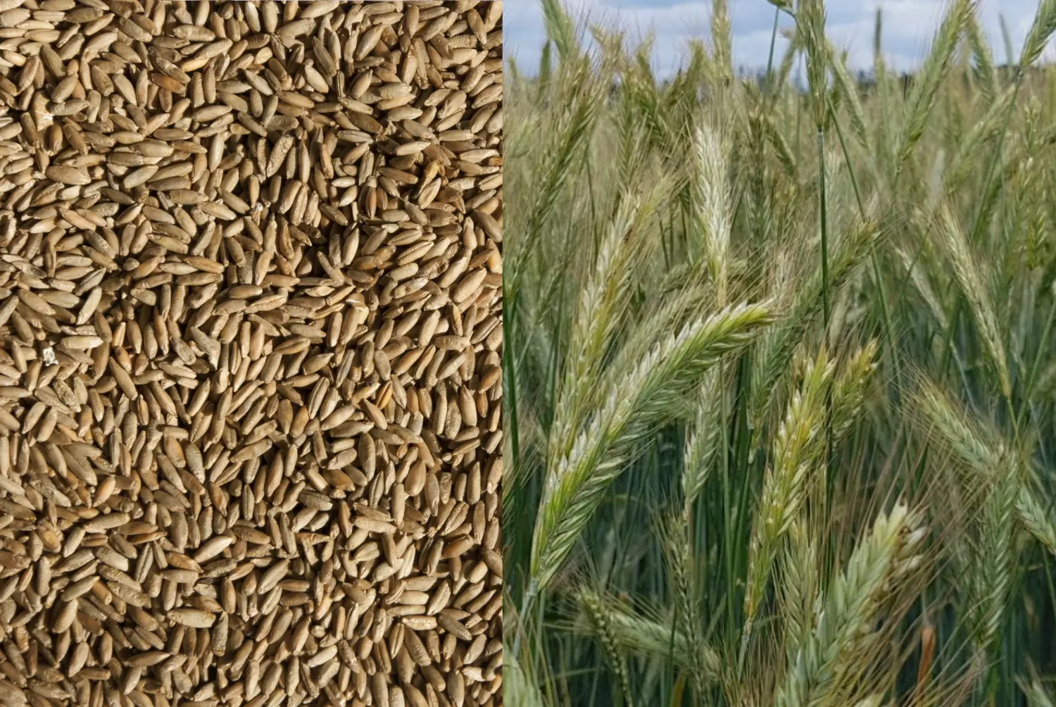 Сидерат Рожь, 1,0 кг