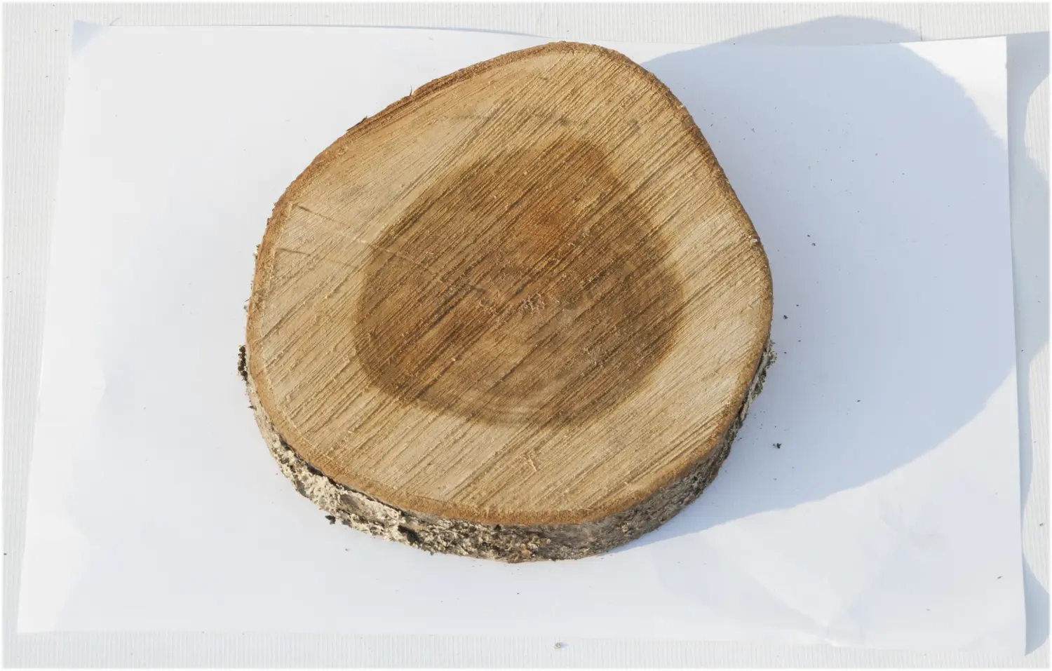 Спил черемуха шлифовка СЧШ1, (Ø 15-20 см, h 2-3см), шт