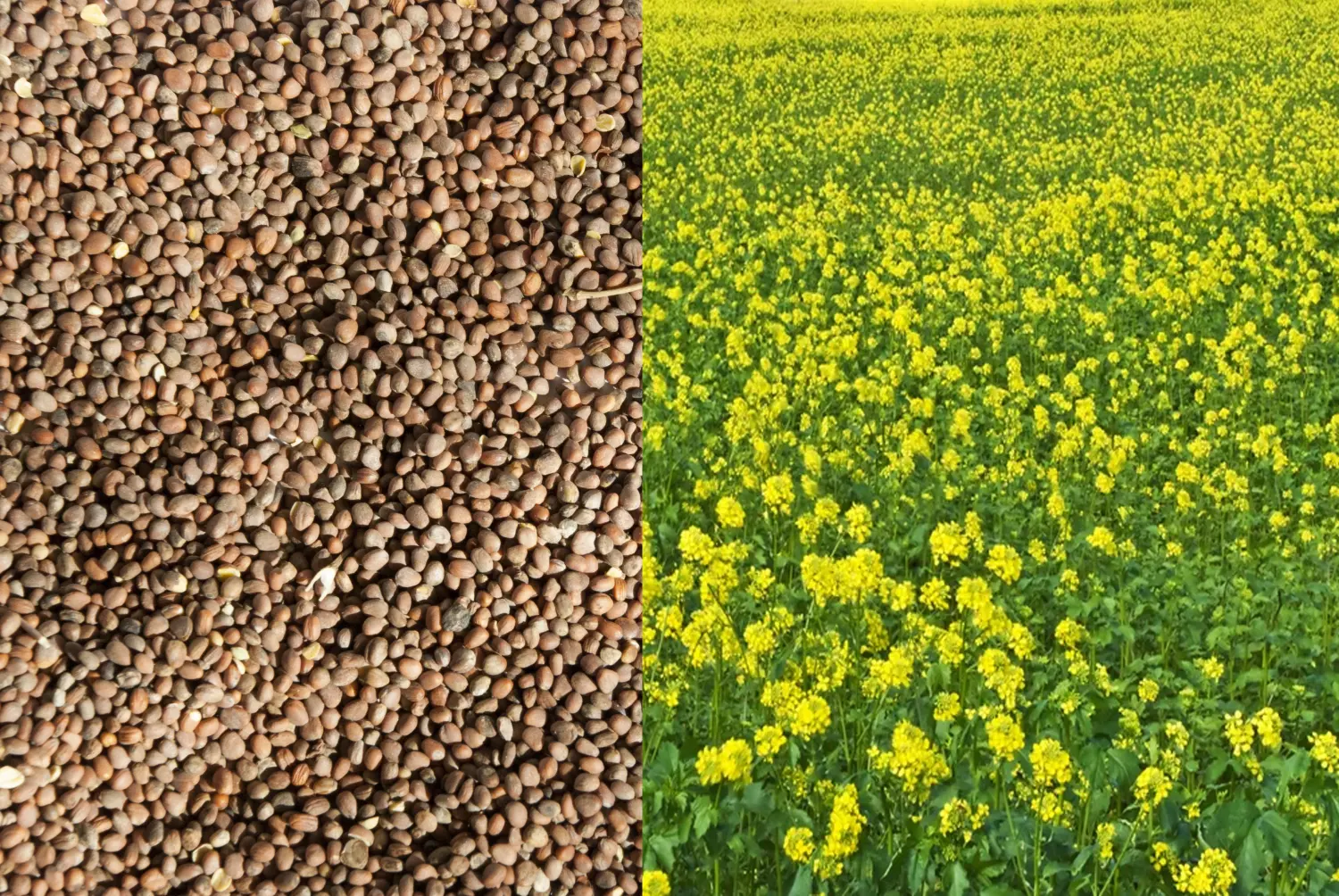 Сидерат Редька, 0,5 кг