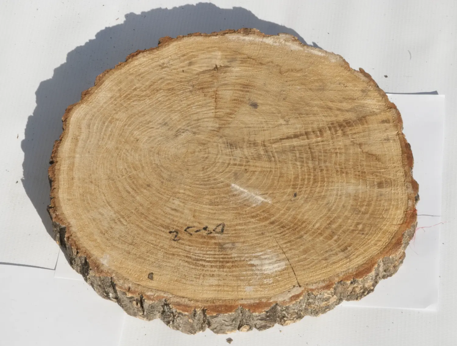 Спил дуб шлифовка СДШ1, (Ø 25-30см, h 3см), шт