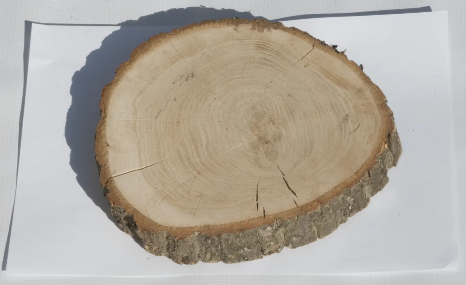 Спил дуб шлифовка СДШ1, (Ø 15-20см, h 3cм), шт